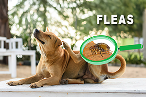 flea control - grass fleas