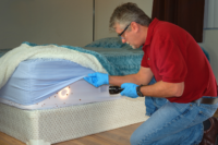 Bed Bug Infestation - bed bug removal