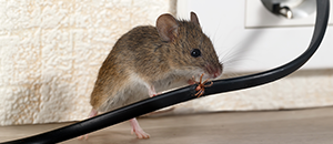 Temecula rodent control