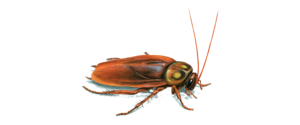 American Roach Control - roach exterminator - cockroach exterminator