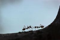 menifee ant control