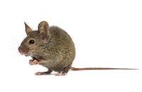 menifee rodent control - rodent control near me - rat pest control