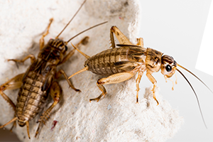 how to get rid of crickets how long do crickets live