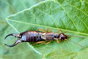 earwig pest control best earwig killer