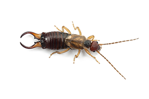 earwig pest control - best earwig killer