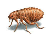 grass fleas - flea exterminator