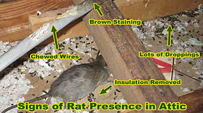 best insulation for pest control - pest control attic insulation